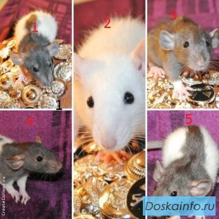 Очаровательные крысята от питомника