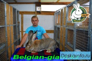 Продам кроликов породы Бельгийский великан