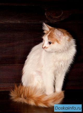 Кошечка, похожая на редкую породу «Турецкий ван»  в дар.