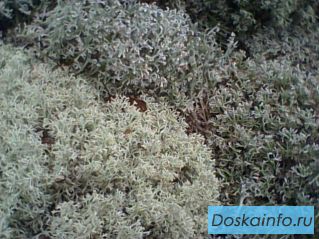 Ягель олений мох(Cladonia)