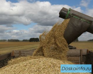 Зерно: Пшеница Ячмень Овёс Лён Отруби Семена подсолнечника