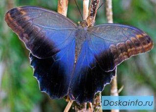 Живые тропические бабочки Caligo Memnom  Бабочки Лучший подарок!