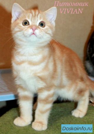 Британские котята красный мрамор  из VIVIAN.