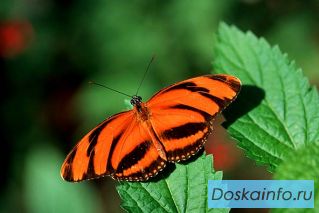 Восхитительные Живые Бабочки из Филиппин