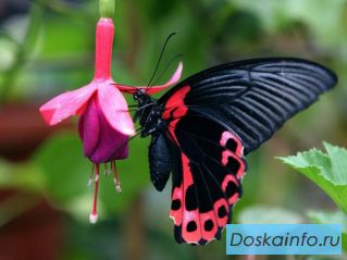 Тропические Живые Бабочки из  Южной Америки