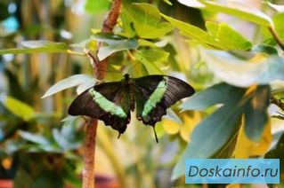 Яркие Живые Бабочки из  Коста Рикки
