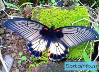 Экзотические Живые Бабочки из  Коста Рикки