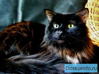    Метис норвежского лесного кота Марик ищет дом и семью.
