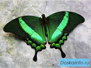 Экзотические Живые Бабочки изФилиппин
