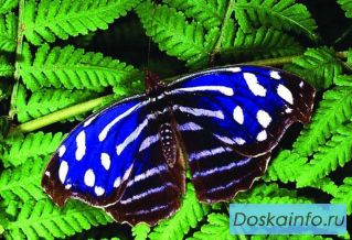 Восхитительные Живые Бабочки изАмазонки