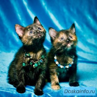 Два ярких котенка ищут хозяев 