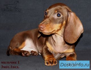 ТАКСА  миниатюрная - шоколадный щенок