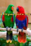 Благородный попугай (Eclectus roratus) - ручные птенцы из питомников Европы
