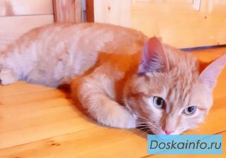 Ласковейший рыжий котик Симба в дар. 7 месяцев