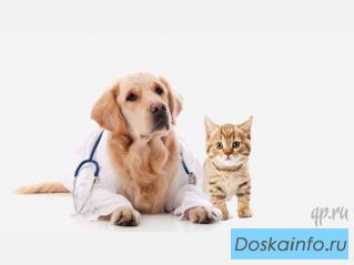 Лечение и консультация мелких домашних животных. 