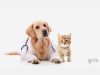 Лечение и консультация мелких домашних животных. 