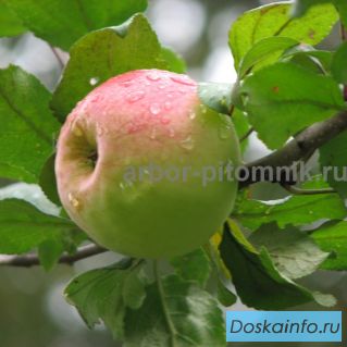 Саженцы яблони по низкой цене в Москве и Подмосковье