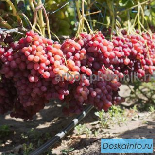 Саженцы винограда в горшках и с землей