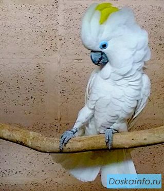 Синеочковый какаду (Cacatua ophthalmica) - ручные птенцы из питомника