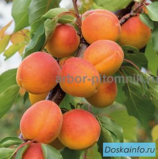 Саженцы абрикосов из питомника с доставкой, каталог с низкими ценами в интернет магазине