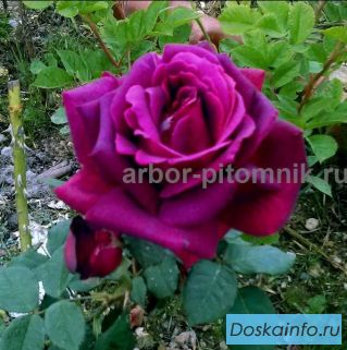 Саженцы кустовых роз из питомника, каталог роз в большом ассортименте в питомнике Арбор 