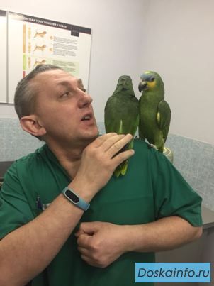 Лечение птиц в Москве.