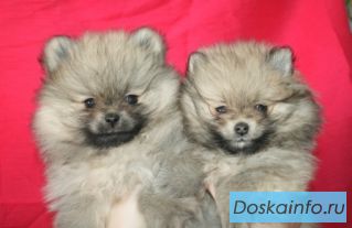 Продаются щенки померанского шпица.