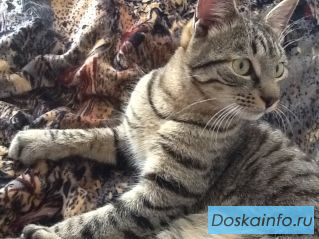 Пропал кот