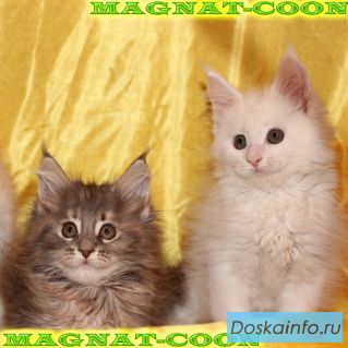 Котята породы Мейн Кун