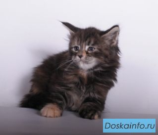 Котята мейн-куна