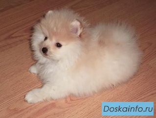 Померанский шпиц щенки