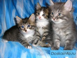  Котята - в дар