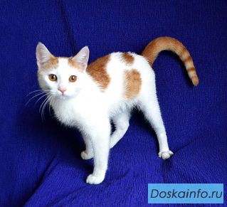 Лёвчик - молодой обаятельный котик (11 мес) желает укотовиться!