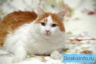 Кто ищет рыжее счастье в дом? Молоденький котик в дар!
