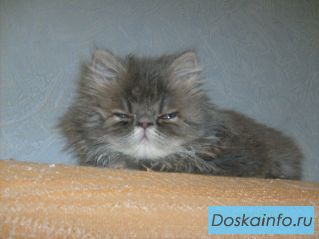 ПОТЕРЯЛАСЬ кошка