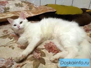 В дар белоснежный котик Милан!