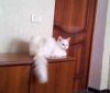 Уменьшенная картинка