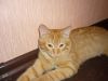Отдам очень ласкового кота