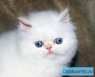 Облачко в ладонях