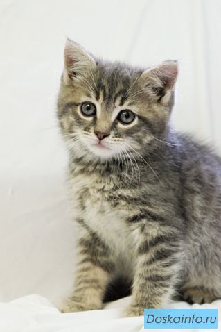Котенок, 1,5 мес. Полосатое чудо в дар!