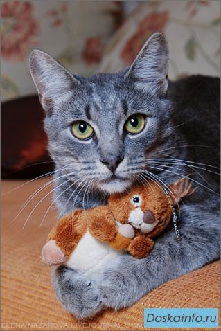 Кот-красавец дикого окраса (табби) в дар!