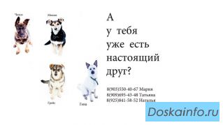 Лохматый-хвостатый спецназ срочно разыскивает самых лучших хозяев