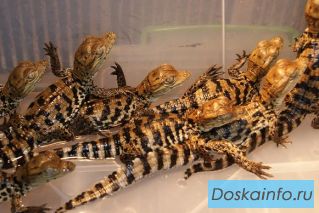 Продаю нильских крокодилов и кайманов. Красноярск