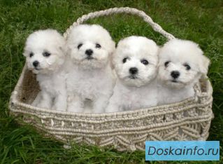 Перспективные щенки Бишончики от титулованных производителей. 