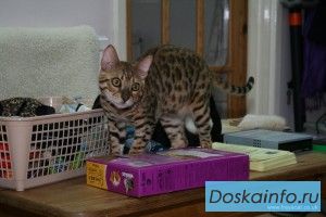 2 мужчины и женщины котята бенгальские