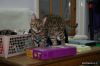 2 мужчины и женщины котята бенгальские