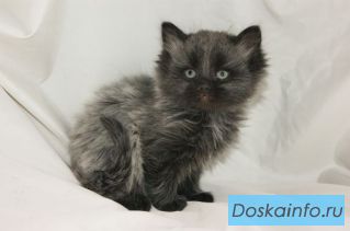 Пушистые котята необычайной красоты 1.5 мес в хорошие руки!