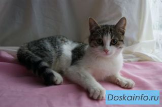 Удивительная по характеру малышка 5 мес в дар!
