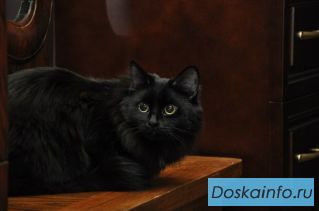 Ласковая кошечка в дар!