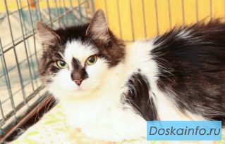 Хорошая кошка Луша ищет хорошие руки!